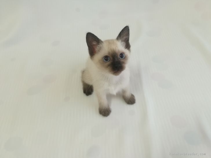 ID:1802-00075の子猫