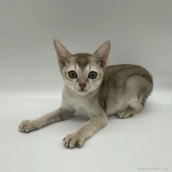 ID:2209-00185の子猫