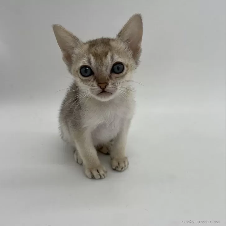ID：2312-02534の子猫