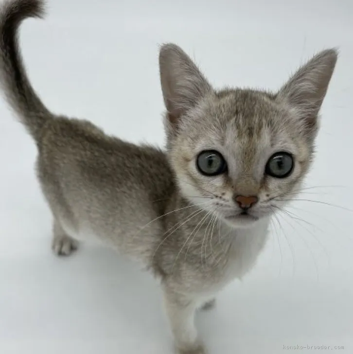 シンガプーラ【千葉県・女の子・2023年1月18日・セピアアグーティ】の写真1