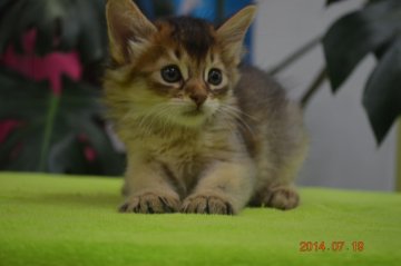 ソマリ【千葉県・男の子・2014年6月10日・ルディ】の写真「」