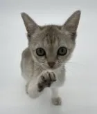 シンガプーラ【千葉県・女の子・2023年1月18日・セピアアグーティ】の写真2