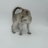 シンガプーラ【千葉県・女の子・2023年1月18日・セピアアグーティ】の写真5