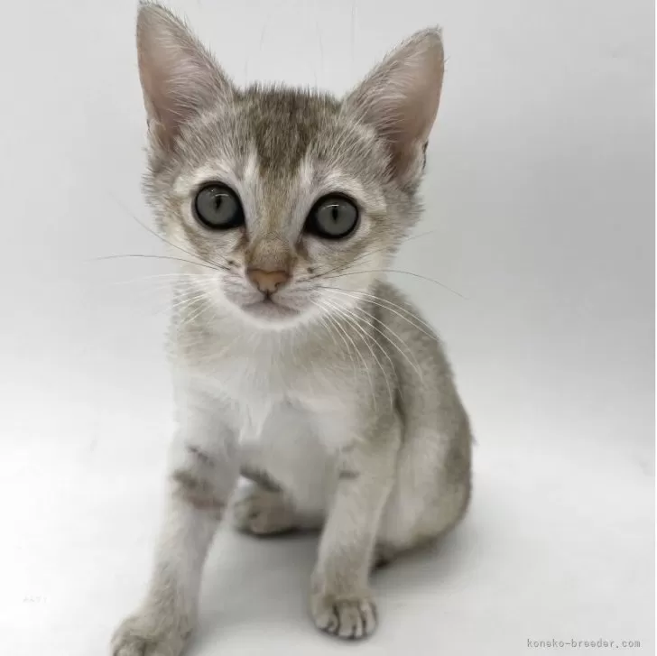 ID：2504-02989の子猫