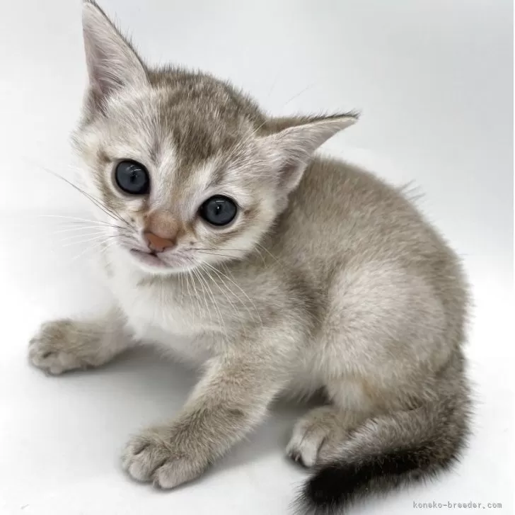 ID：2504-02985の子猫