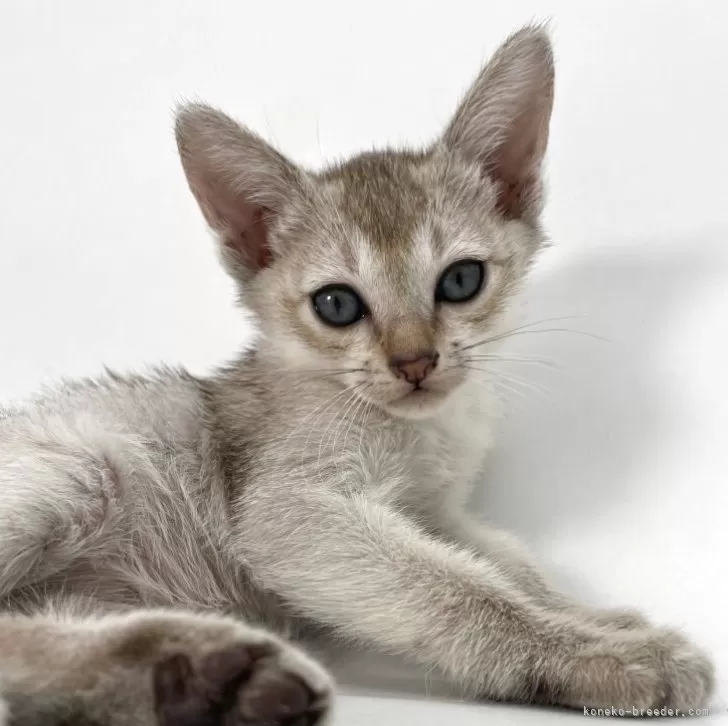 ID：2605-01856の子猫