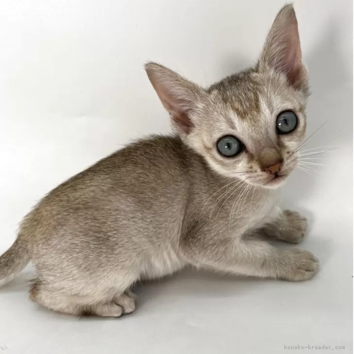 ID：2510-00750の子猫