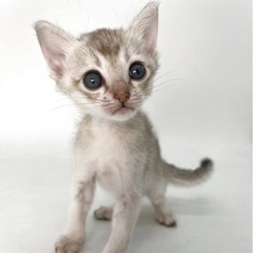 シンガプーラ【千葉県・男の子・2025年11月3日・セピアアグーティ】の写真「大きな喜びをもたらしてくれる小さな宝物✨」