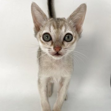 シンガプーラ【千葉県・男の子・2025年9月6日・セピアアグーティ】の写真「両手サイズの小さな甘えん坊💕」