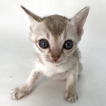 シンガプーラ【千葉県・女の子・2025年11月3日・セピアアグーティ】の写真「大きな喜びをもたらしてくれる小さな宝物✨」