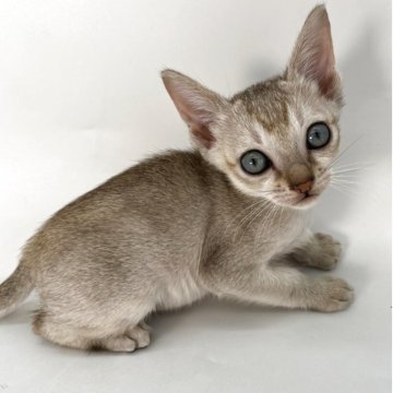 シンガプーラ【千葉県・男の子・2025年9月6日・セピアアグーティ】の写真「両手サイズの小さな甘えん坊💕」