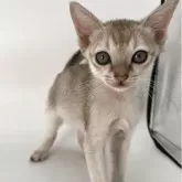 シンガプーラ