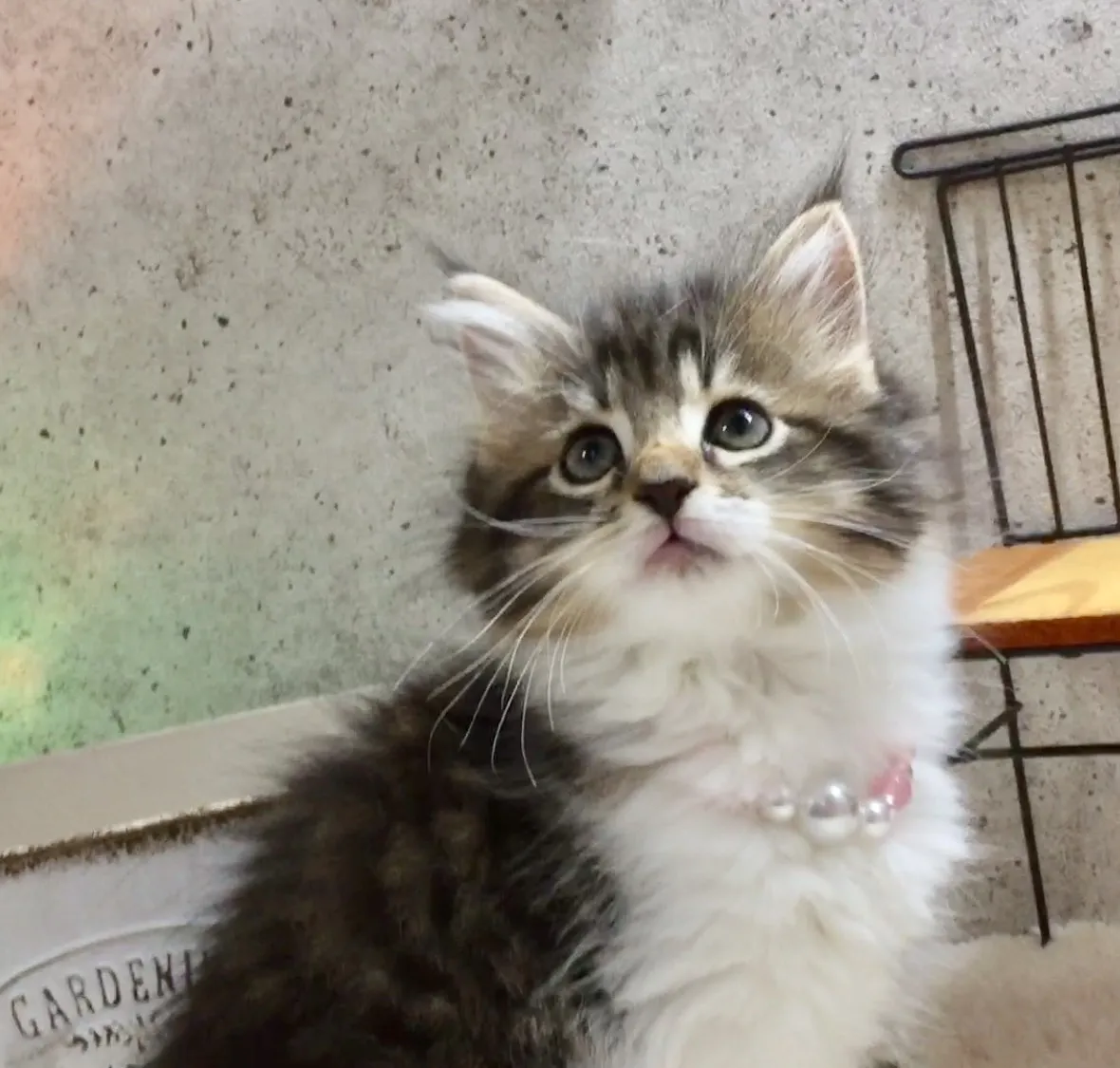 ID：1706-00898の子猫
