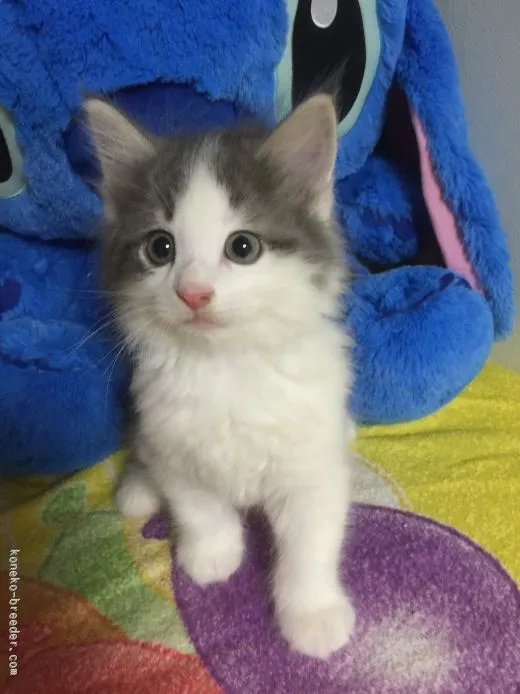 函館より 様のお迎えした子猫