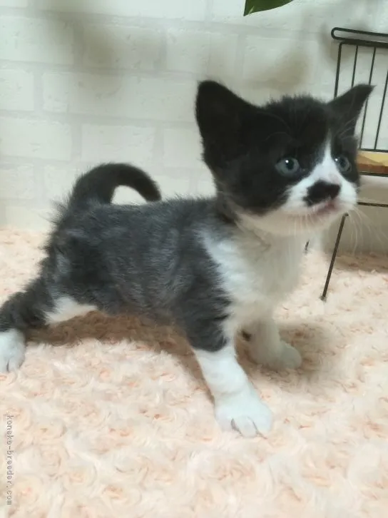 ID:1610-00702の子猫