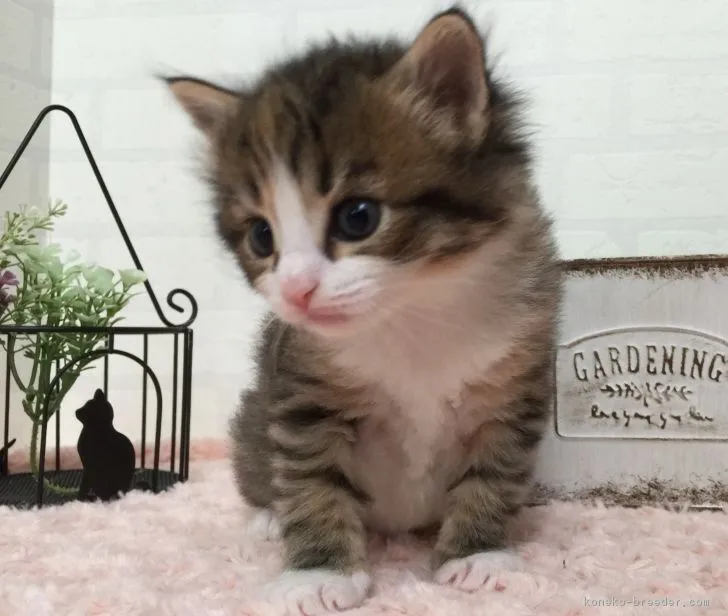 ID:1704-00925の子猫