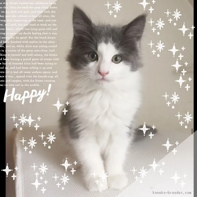 ID:1611-00871の子猫