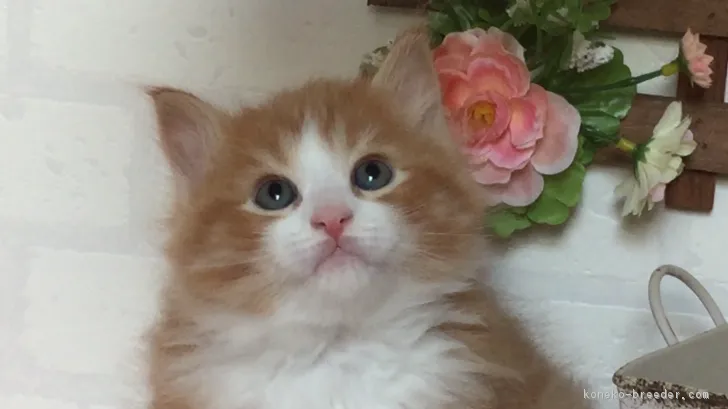 ID:1803-00862の子猫