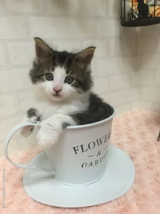 ID:1511-00515の子猫