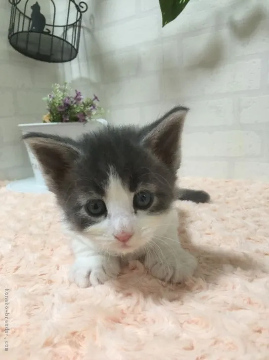 ID:1610-00617の子猫