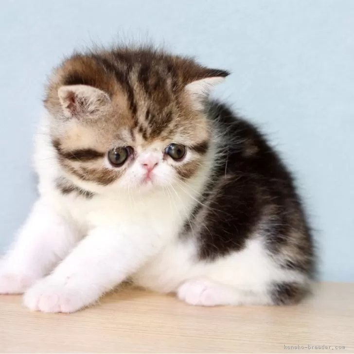 ID：2407-01790の子猫