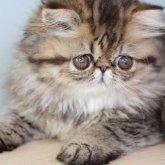 エキゾチックショートヘア