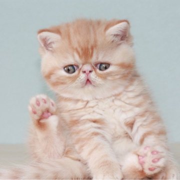 エキゾチックショートヘア【山口県・男の子・2025年8月12日・レッドタビー】の写真「お鼻がとっても低いです」