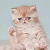 エキゾチックショートヘア