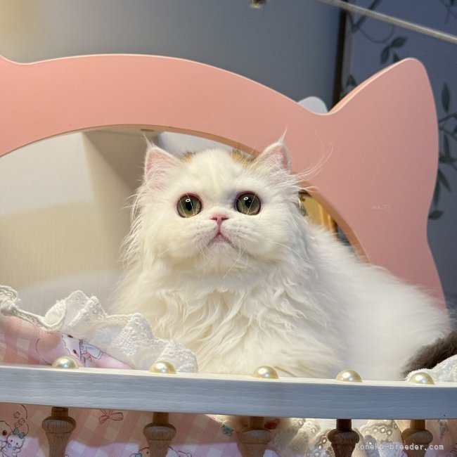 ミヌエット【・男の子・2025年2月15日・ゴールドホワイト】