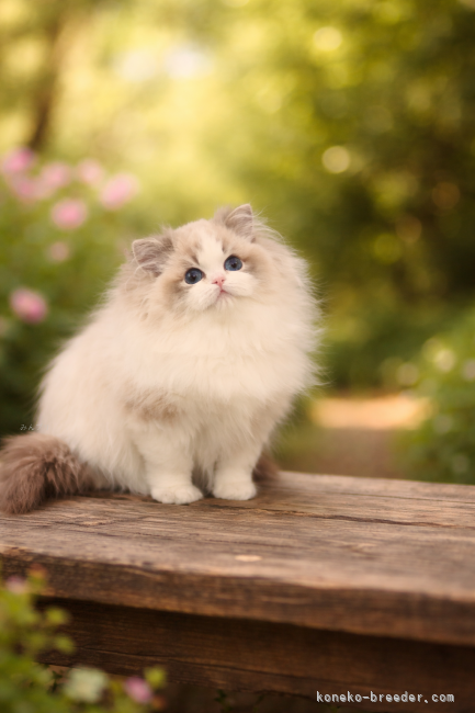 ラグドール【・男の子・2025年5月21日・シールリンクスポイントバイカー】