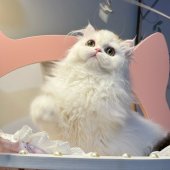 ミヌエット【・男の子・2025年2月15日・ゴールドホワイト】