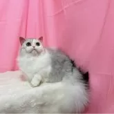 ミヌエット(短足)【東京都・女の子・2025年6月3日・ブルーシルバータビーアンドホワイト】の写真11