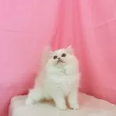 ミヌエット(長足)【東京都・男の子・2025年7月26日・クリーム】の写真11