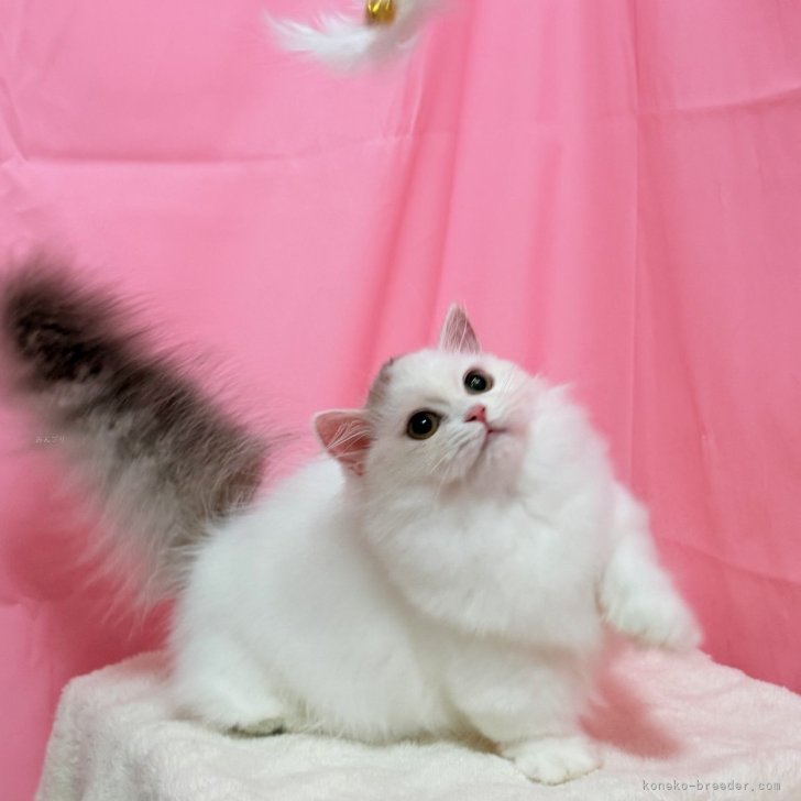 ブリーダー画像