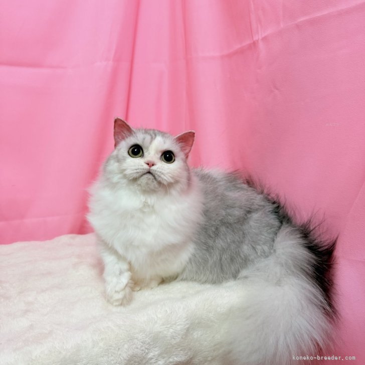 ブリーダー画像