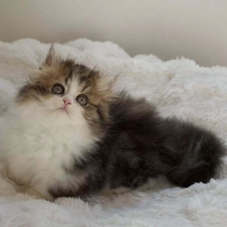 ID:2501-01028の子猫