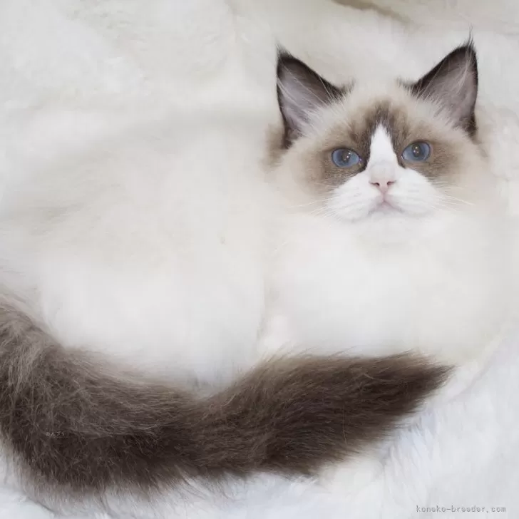 ID：2501-02240の子猫