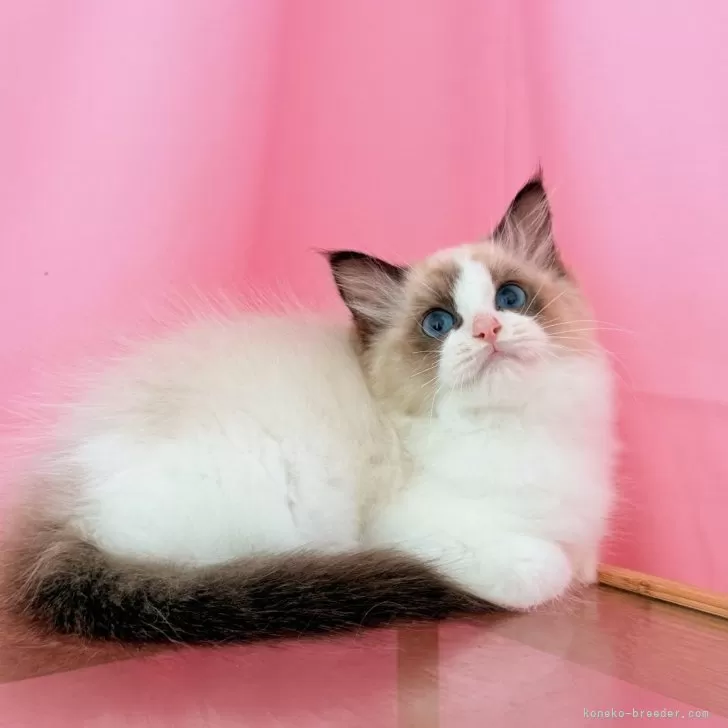 ID:2506-03471の子猫