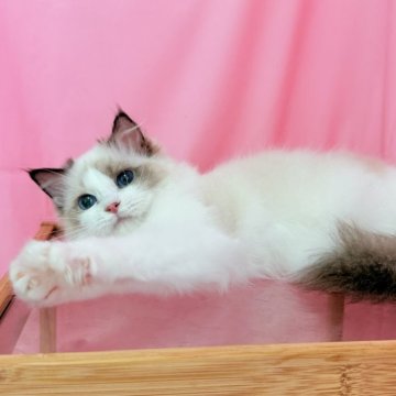 ラグドール【東京都・女の子・2025年2月19日・シールポイントバイカラー】の写真「超おとなしくて可愛い女の子」