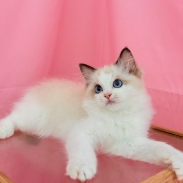 ラグドール【東京都・男の子・2025年3月30日・シールポイントバイカラー】の写真「🍁のような顔柄で可愛い男の子」