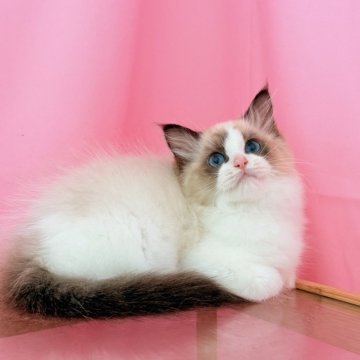 ラグドール【東京都・男の子・2025年3月30日・シールポイントバイカラー】の写真「おとなしい男の子」