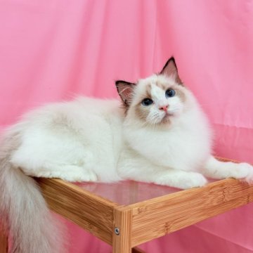 ラグドール【東京都・男の子・2025年2月19日・シールポイントバイカラー】の写真「デカいボディーの男の子」