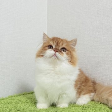 ミヌエット(短足)【東京都・男の子・2024年10月30日・レッドタビーホワイト】の写真「元気いっぱいの男の子」