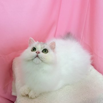 ミヌエット【東京都・男の子・2025年6月3日・シルバー】の写真「両親外産　ハイクォリティで性格よい男の子」