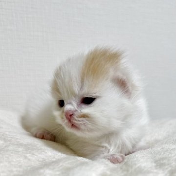 ミヌエット(短足)【東京都・男の子・2025年11月6日・クリーム&ホワイト】の写真「ふわふわかわいい短足の男の子」