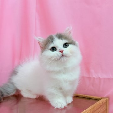 ミヌエット【東京都・男の子・2025年6月26日・ブルーパッチド&ホワイト】の写真「超可愛い短足の男の子」