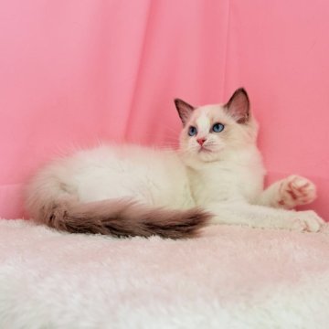 ラグドール【東京都・男の子・2025年6月1日・ブルーポイントバイカラー】の写真「両親外産　活発な男の子」
