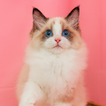 ラグドール【東京都・男の子・2025年3月30日・シールポイントバイカラー】の写真「元気いっぱいの子」