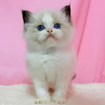 ラグドール【東京都・男の子・2025年9月27日・シールポイントバイカラー】の写真「両親外産　超かっこいいもふもふ男の子」