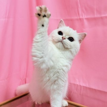 ブリティッシュショートヘア【東京都・女の子・2025年1月5日・シルバーポイント】の写真「両親外産　すごく可愛くてクォリティ高い子」